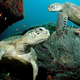 Illustration for article titled 260-million-year-old fossil reveals the evolution of turtle shells
